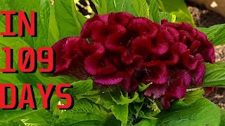 How to grow Cockscomb Celosia argentea var cristata from seeds [upl. by Novled]