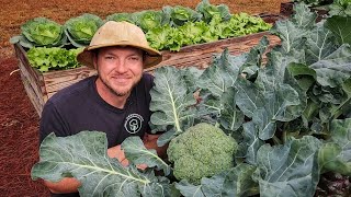 How to Grow Huge Broccoli Crowns 🥦 3 EasyToFollow Tips [upl. by Bullen]