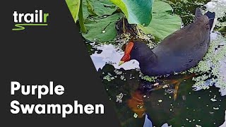 Purple Swamphen  Australia  Royal Botanic Gardens Sydney [upl. by Hnahc]