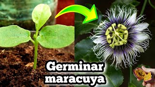 🌺 Como Germinar semillas de maracuya  Sembrar passiflora Edulis • Pasionaria • Fruta de la pasión [upl. by Enileoj]