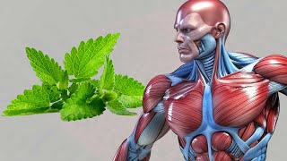 What Mint Leaves Do To Your Body Doctors SHOCKED [upl. by Lednem285]