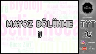 3 Mayoz Bölünme 1 [upl. by O'Kelly334]