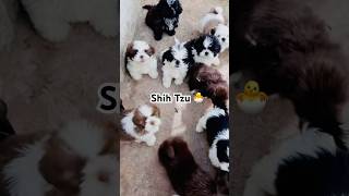 Shih tzu puppies puppies dogshorts [upl. by Llereg883]