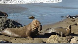 Elephant Seal Sounds Compilation  Mirounga leonina Sounds [upl. by Sitoiyanap]