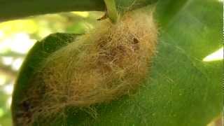 Tussock moth pupa [upl. by Aniratak764]