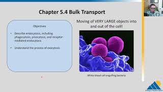 BIOL201 Ch54  Bulk Cellular Transport [upl. by Jana]