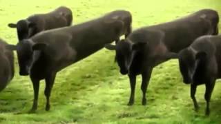 cow dance in nepali song [upl. by Brom]