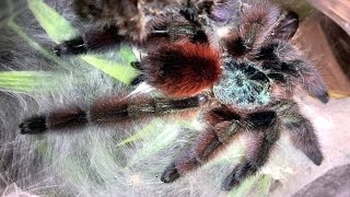 Caribena versicolor quotAntilles Pinktoequot Husbandry [upl. by Atinob]