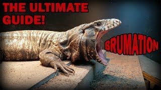 Ultimate Tegu Brumation Guide [upl. by Turnheim961]