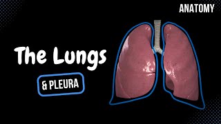 Lungs Function Parts Pleura amp Recesses  Anatomy [upl. by Airotkiv628]