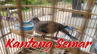 Perkutut Kantong Semar Lokal Alam [upl. by Remsen]