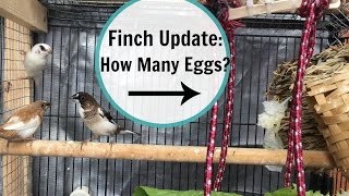 Society Finch 2017 Breeding Update  EGGS [upl. by Iorgos]