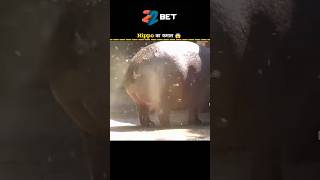 hippo ka👀 poop 💩factvideo factoholic poop💩 shortssubscribe 👈 [upl. by Repip584]