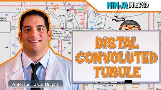 Renal  Distal Convoluted Tubule [upl. by Corvin]