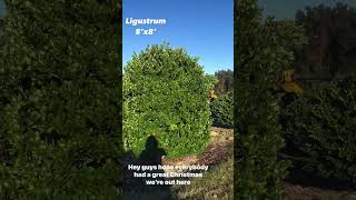 Ligustrum on Sale [upl. by Aleris10]