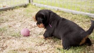 Vidéo chiots Rottweiler 4 semaines LOYD x NERON [upl. by Cully383]