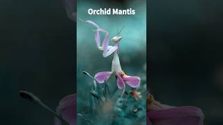 Orchid Mantis  Pink Mantis shorts insect mimicry mantis [upl. by Ellehcram]