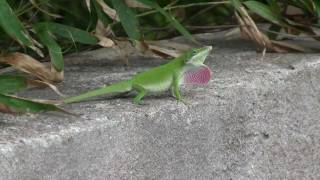 Carolina Anole Lizard Changes Color [upl. by Chouest]