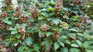 Collecting Seeds from Oak Leaf Hydrangea [upl. by Bechler]