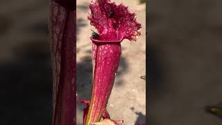 Sarracenia Pitcher plant eating flies pitcherplant [upl. by Avan191]