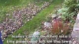 Mulching Leaves With A Mulcher Mower [upl. by Jeffcott]