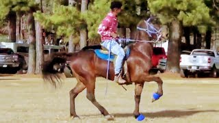 Classy Tennessee Walking Horse Prancing at Prime Time Trail Ride [upl. by Negaet]