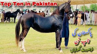 Top Ten Horses in Pakistan  Mokabala Husan Ghodian Desi Breed talhaghourivlogs [upl. by Mckenzie]