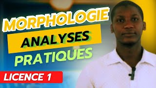 Analyses en Morphèmes Cas pratiques [upl. by Nillad340]