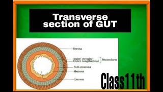 Transverse section of Gut ALIMENTARY CANALEDU DEEKSHA [upl. by Weirick]