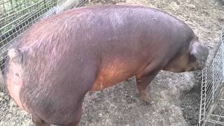 Duroc American [upl. by Bergh]