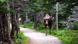 Giant moose surprises hikers on Canadian forest trail  Wild Animal Encounters [upl. by Gorman]