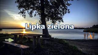 Lipka zielona wg MSAL w Orzyszu [upl. by Arais]