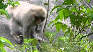 Japanese Monkeys Eat Kudzu Vine ニホンザル群れがクズの蔓を採食 [upl. by Corbett]