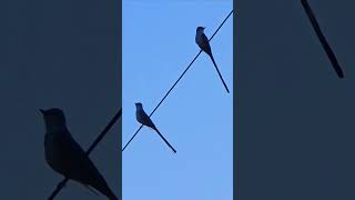 Forktailed Flycatcher ❤️ birds bird flycatcher singing music [upl. by Anahsahs]