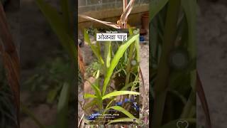 Part 1 continues…minivlog homegarden tips marathi krishna vaijayantimala shorts [upl. by Marentic]