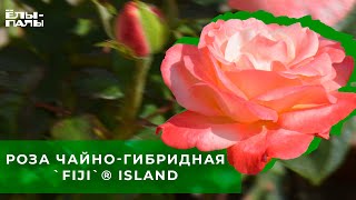 Роза чайно гибридная Фиджи Fiji® ISLAND [upl. by Aicak427]