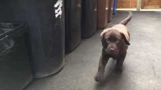 Walter The Chocolate Brown Lab [upl. by Neelasor]