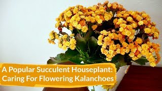 How to Care for Flowering Kalanchoes Indoors  Joy Us Garden [upl. by Newton]