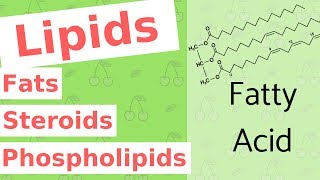 Lipids  Fats Steroids and Phospholipids  Biological Molecules Simplified 4 [upl. by Rellim712]