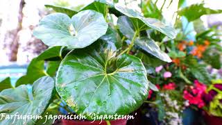 Farfugium Japonicum var Giganteum Hardy Tropical Shade Plant [upl. by Aisayn187]