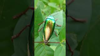 Metallic wood  boring beetle beetle insect viralshorts nice green youtubeshorts shorts [upl. by Ecnerat11]