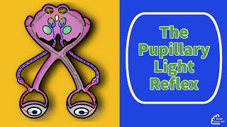 The Pupillary Light Reflex [upl. by Treboh]