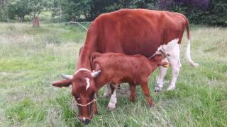 Zwei Kälber trinken am Euter der Mutter Bauernhof Kalb Milch milk Kuh Cow [upl. by Sama223]