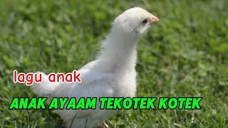 LAGU ANAK Anak Ayam Tekotek Kotek [upl. by Atteuqahs]