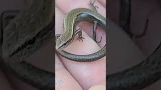 skink reptile herpetology [upl. by Aneres743]