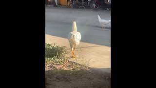 Both chicken❤️ reel reelsviralシ reels2024 reelsfypシ Videoshot [upl. by Anirehs969]