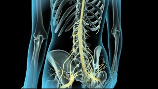 Epidural amp Spinal Anesthesia [upl. by Oinoitna]