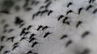 What is the Zika virus [upl. by Fesuoy]