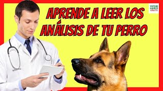 ⛑ ¿CÓMO LEER UN ANÁLISIS DE SANGRE DE TU PERRO ⛑ [upl. by Aicilav]