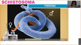 SCHISTOSOMA [upl. by Endys]